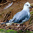 Mouette atricille