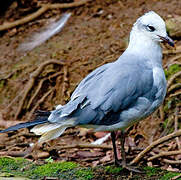 Laughing Gull