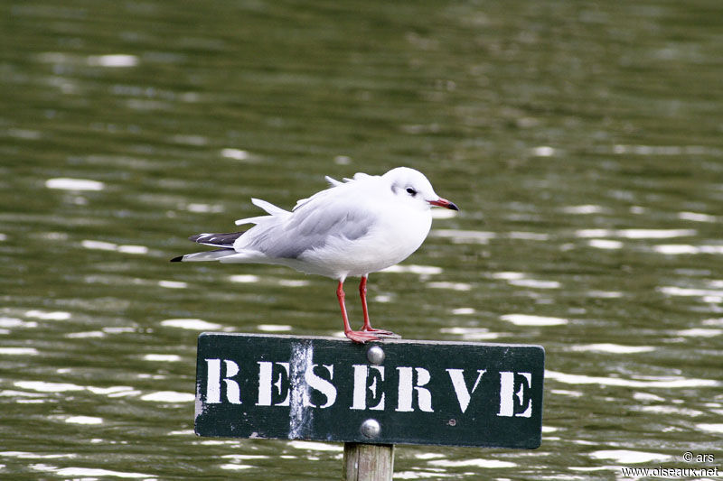 Mouette rieuse, identification