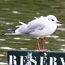 Mouette rieuse