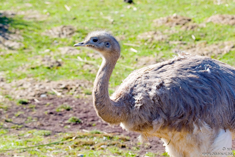 Lesser Rhea, identification