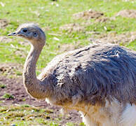 Lesser Rhea