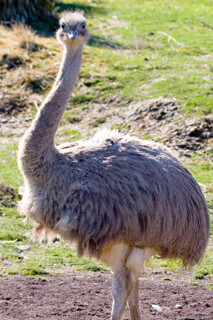 Lesser Rhea, identification