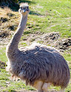 Lesser Rhea