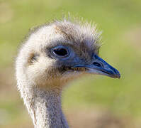 Lesser Rhea