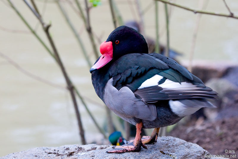 Rosy-billed Pochard, identification