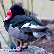 Rosy-billed Pochard