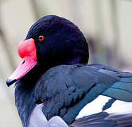 Rosy-billed Pochard