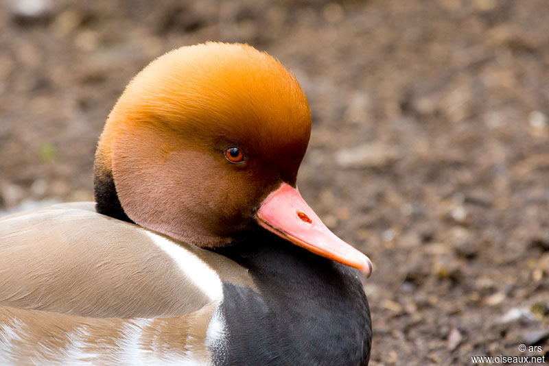 Red-crested Pochard male adult, identification