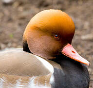 Red-crested Pochard