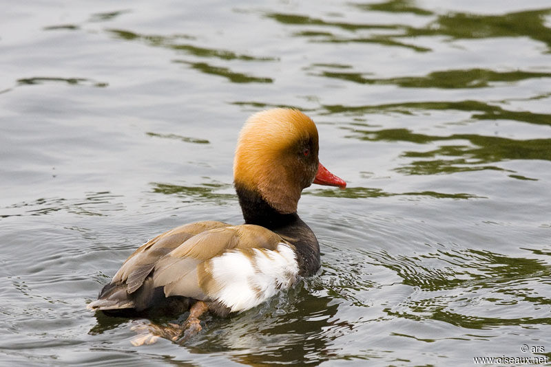 Nette rousse mâle adulte, identification