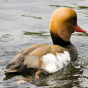 Red-crested Pochard