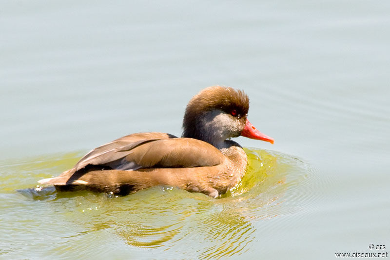 Nette rousse mâle adulte internuptial, identification