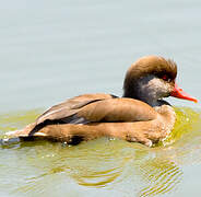 Red-crested Pochard