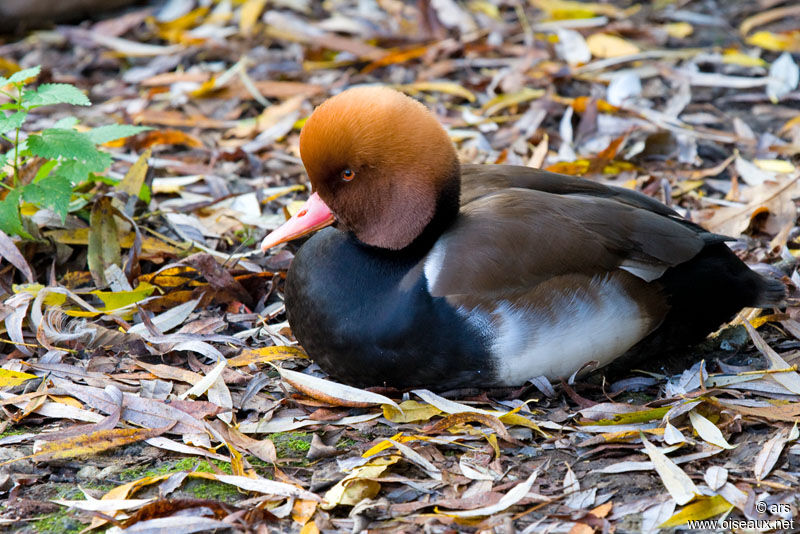 Red-crested Pochard, identification