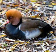 Red-crested Pochard