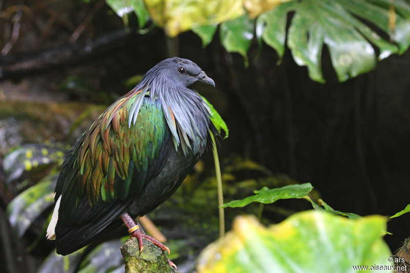 Nicobar Pigeon, identification