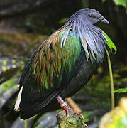 Nicobar Pigeon