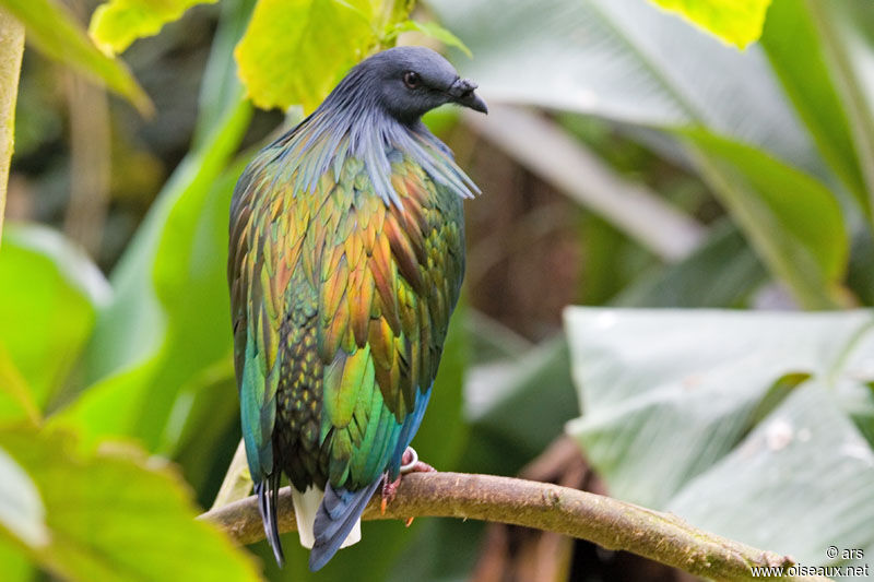 Nicobar Pigeon, identification