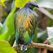 Nicobar Pigeon