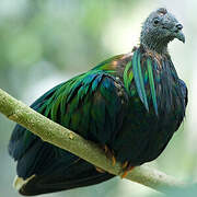 Nicobar Pigeon