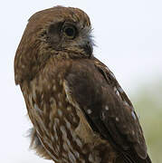 Morepork