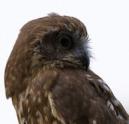 Morepork