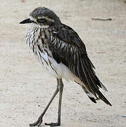 Bush Stone-curlew