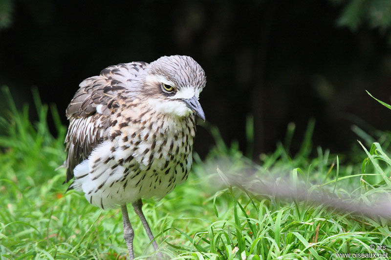 Bush Stone-curlew, identification