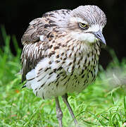 Bush Stone-curlew