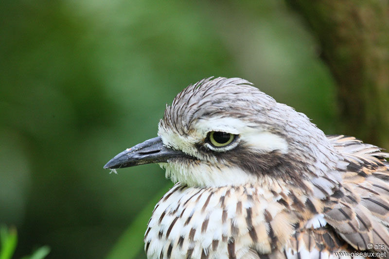 Bush Stone-curlew, identification