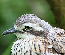 Bush Stone-curlew