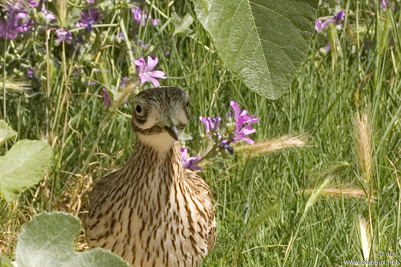 Eurasian Stone-curlew, identification