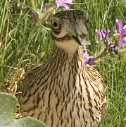 Eurasian Stone-curlew