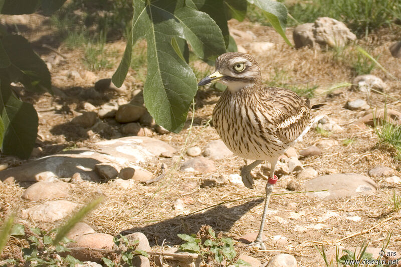 Oedicnème criard, identification