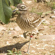 Eurasian Stone-curlew