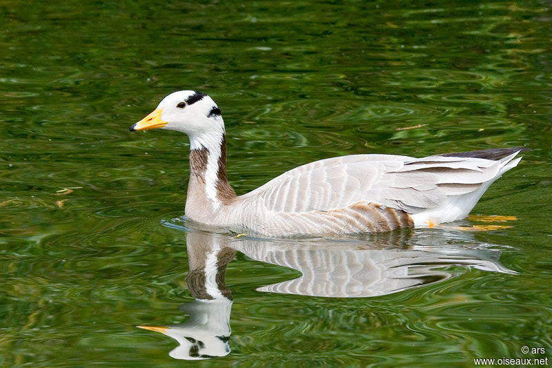 Oie à tête barrée, identification