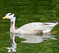 Bar-headed Goose