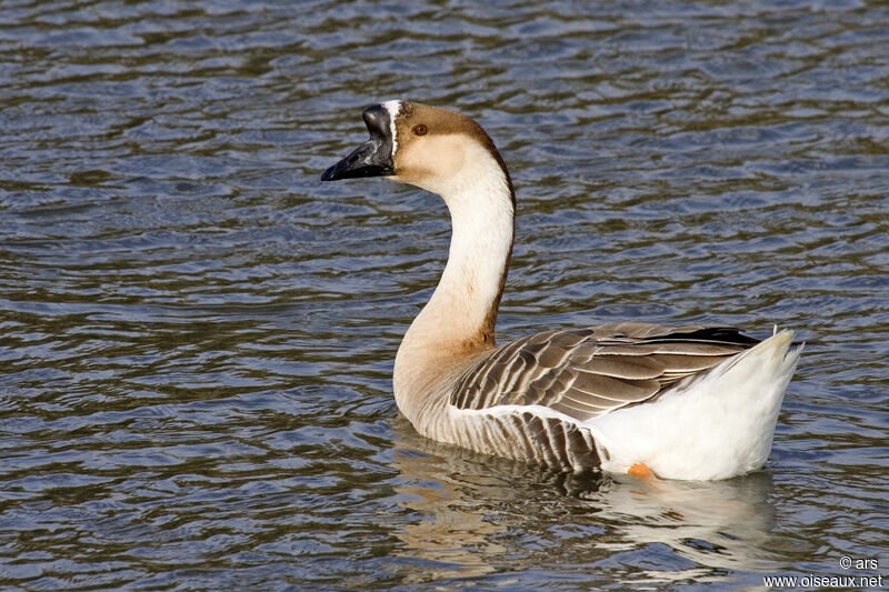 Swan Goose, identification