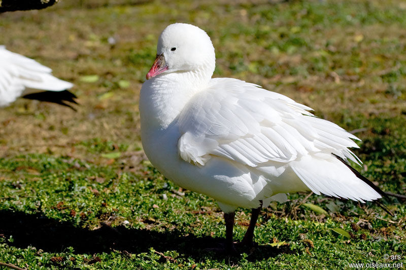 Ross's Goose, identification