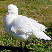 Ross's Goose