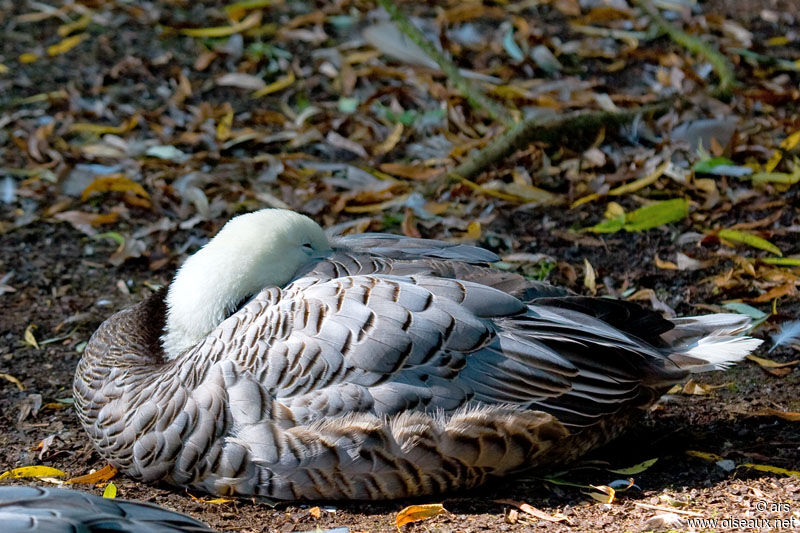 Emperor Goose, identification
