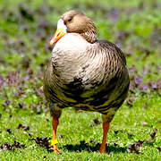 Greater White-fronted Goose