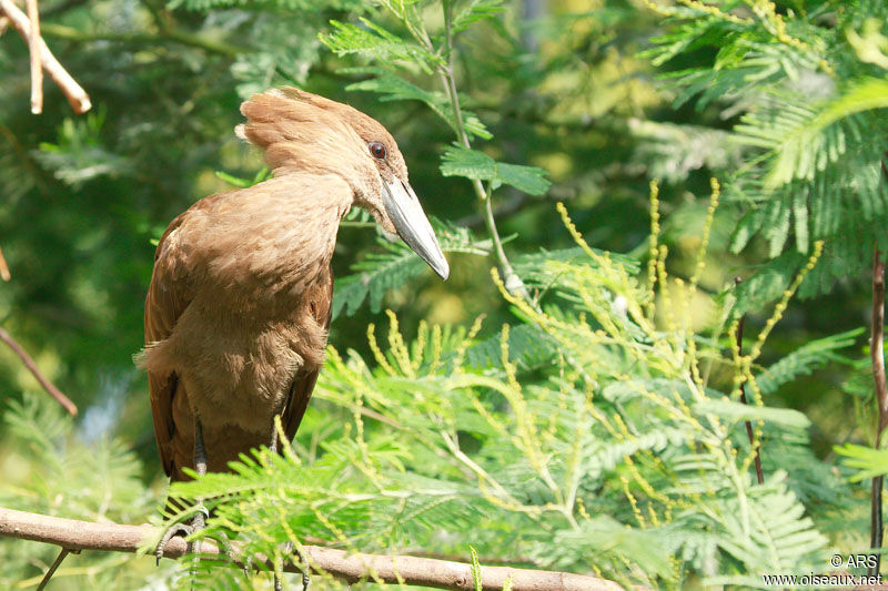 Ombrette africaine, identification