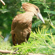 Hamerkop