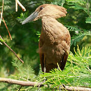 Hamerkop