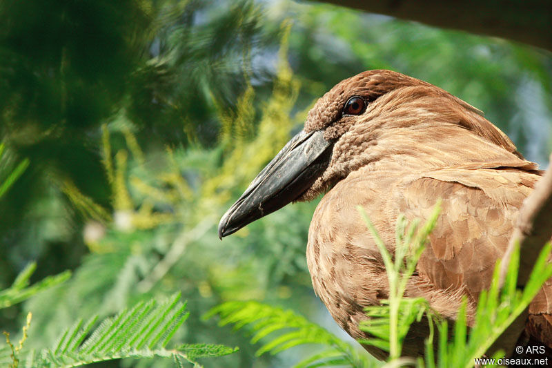 Ombrette africaine, identification