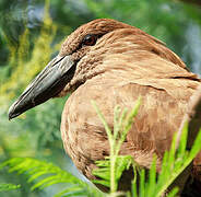 Hamerkop