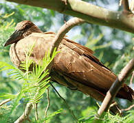 Hamerkop