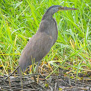 Bare-throated Tiger Heron